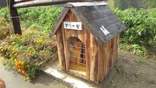 2017/11/05 マリと子犬たちに会いに行った。 2017/11/05 マリと子犬たちに会いに行った。