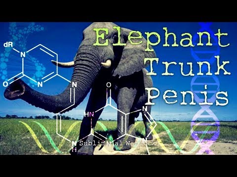 Trunk Music Video