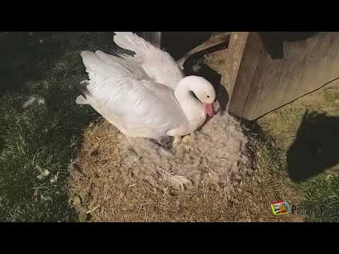 Waterfowls Nutial Exibitions During Breeding Season At Poggio Di Ponte Youtube