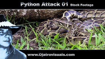 Python Attack 01 Stock Footage