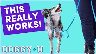 Better Loose Leash Walking with THIS Strategy! (Heeling Training for Puppies & Adult Dogs)