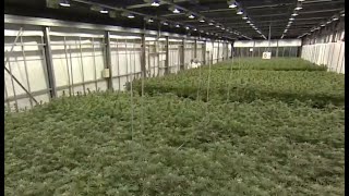 Employment attorney discusses drug testing in a cannabis-legal state