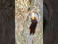 Cicatriz #cicatriz #arbol #tree #nature