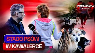 25 PSÓW, KAWALERKA I BEZRADNI SĄSIEDZI | INTERWENCJA ZERO