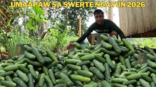 THANK LORD SA MASAGANANG ANI NG PIPINO NGAYUN 2026