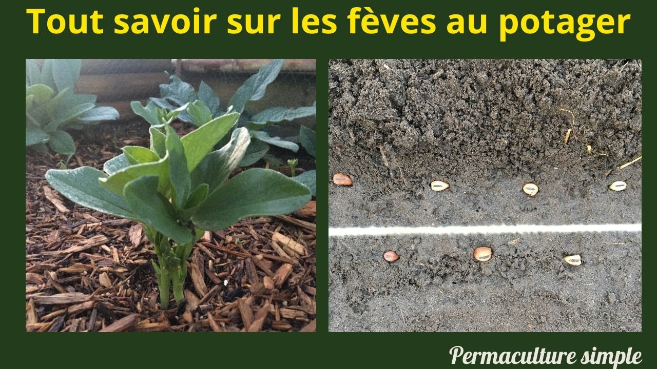 TOUT SAVOIR SUR LES FEVES AU POTAGER BIO🌱🍀