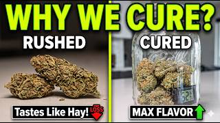 Why Your Buds Need Weeks in a Jar The Plant Science of Curing