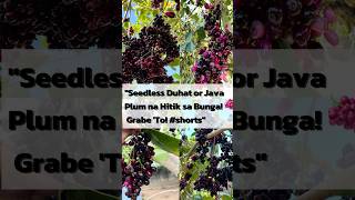 Amazing Seedless Duhat or Java Plum Loaded with Fruits