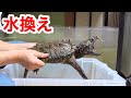 ワニガメ飼育水槽の掃除方法を紹介します