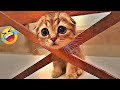 笑ったら負けだよ！😻🙀😹2025年最強に面白い犬と猫たち🤣