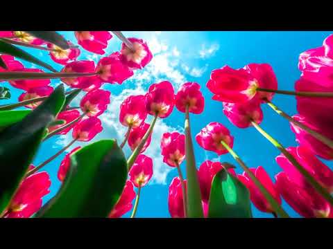 Рослини Стежать за Часом, Як Люди, Використовуючи Сонячне Світло та Температуру для Цвітіння