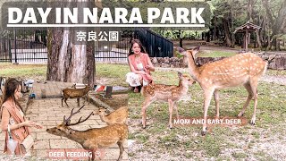 FRIENDLY DEER at NARA PARK in JAPAN | BOWING DEER 🦌🇯🇵