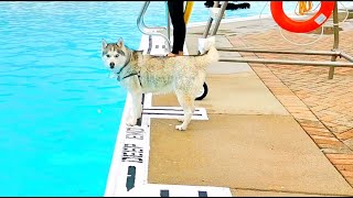 Husky goes to the swimming pool AGAIN! by Lunatic the Husky and April 5,526 views 4 years ago 3 minutes, 25 seconds