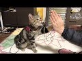 どうしてもおやつが欲しくて妹の手にハイタッチをしてくる猫w