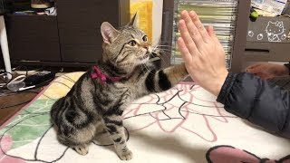 どうしてもおやつが欲しくて妹の手にハイタッチをしてくる猫w