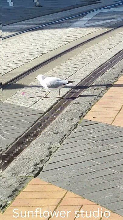 1000027553 mp4