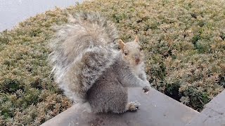 And the Fluffiest Tail award goes to... by Squirrels at the window 8,493 views 2 months ago 2 minutes, 36 seconds