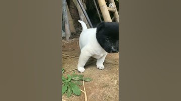 Khoảnh khắc đáng yêu xứng đáng triệu view của thú cưng ( p90 ) #shorts