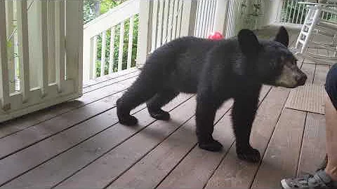 Bear Magda and her four cubs back for a quick hello