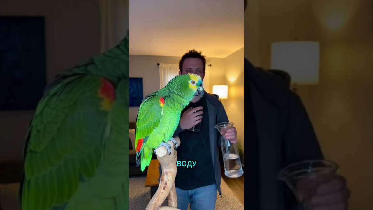 Рико жестко обрушился на хозяина 🦜😵‍💫