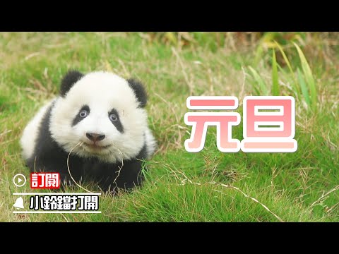 《熊貓早晚安》送你一份圓滿的“元旦” | iPanda熊貓頻道