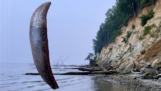 I found a PERFECT DOLPHIN TOOTH! | Fossil Hunting in Wildfire Smoke