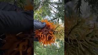 Cedar-apple rust turns to ALIEN TENDRILS in the rain! #nature
This often happens after a spring rain.
Gymnosporangium juniperi-virginianae is a plant pathogen that causes cedar-apple rust. In virtually any location where apples or crabapples and eastern red cedar coexist, cedar apple rust can be a destructive or disfiguring disease on both the apples and cedars.
- Wikipedia
Shorts playlist! :
https://youtube.com/playlist?list=PLb2vy75h8iOFftyRNTk8paoa86i-cy0i3
We couldnt do what we do without direct support, so if you would like to be a part of keeping us going, please consider supporting us directly through:
Patreon, Paypal OR Ko-fi:
http://patreon.com/steadycraftin
https://ko-fi.com/steadycraftin
https://www.paypal.com/donate/?hosted_button_id=Y3UP4JVA46MXS
(On Patreon, youll also get access to the printable 3D scans of my original sculpted figures, MP3s, exclusive behind-the-scenes videos, shop discounts, and more.)
My family and I are so grateful that I get to do this.
STICKERS, PINS AND FIGURES WHEN AVAILABLE FULFILLED BY US:
https://shop.crafnation.com/
MUGS, SHIRTS AND MORE FULFILLED BY SPRING:
https://steady-craftin.creator-spring.com/
AMAZON AFFILIATE STOREFRONT:
https://www.amazon.com/shop/thecrafsman?ref=ac_inf_tb_vh
FACEBOOK
https://www.facebook.com/thecrafsman/
INSTAGRAM
@steadycraftin
GEAR I USE:
CAMERAS:
https://amzn.to/2YbUz5v
MICROPHONE:
https://www.adorama.com/RDVIDMICPP.html
LIGHTS:
https://amzn.to/2MnPMew
TRIPODS:
https://amzn.to/3iFlro7
AFFILIATE LINK NOTICE
“As an Amazon Associate I earn from qualifying purchases.” Cedar-apple rust turns to ALIEN TENDRILS in the rain! #nature