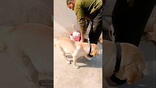 पानी ठंडा है क्या #funny 🤣 #comedy 🤣|| labra Rukku || #trending #shorts