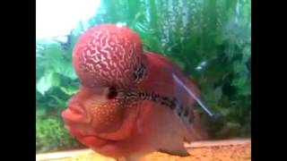 cá la hán khổng lồ đẹp nhất thế giới