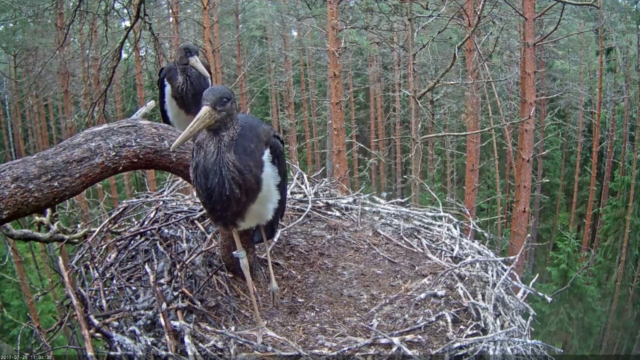 2017/07/29 11h04m ~Strange Bird is calling~Karula Black Stork