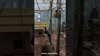 Bird Life- Darjeeling Zoo