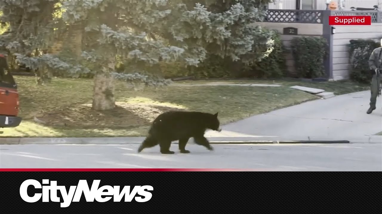 Black bear captured Thursday in SW Calgary community of Oakridge