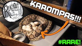 THE RAREST RETICS IN AMERICA!!! | Karompas at Reach Out Reptiles | Mixology #75 Profile