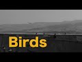 Birds - 8K Monochrome