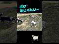 牧羊犬に追われたポメ #犬 #dog