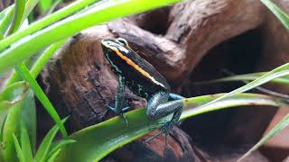 Phyllobates Vittatus calling