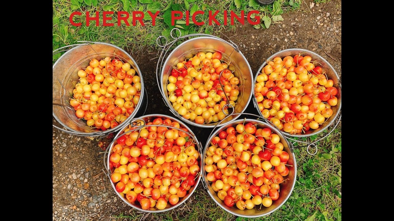 Trải nghiệm đi hái Cherry ở Kelowna (Cherry picking in Kelowna) Jet