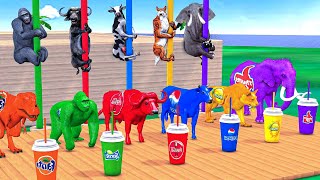 Choose Right Drink with Elephant Gorilla CowTiger Dinosaur buffalo Wild Animals Games | ku ku kids