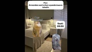 Povannenden Seni Erken Uyandırmasını Istedin