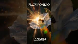 #floripon#lacanarioreggaeband #reggae #rootsreggae #reggaeuruguayo