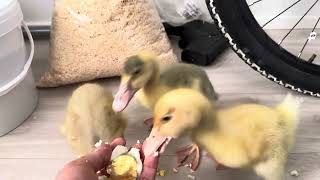 ❤Cute ducklings loves eating #cuteducklings #viral#shorts