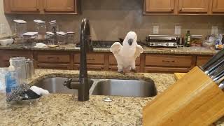 Mindy figured out how to use the kitchen faucet's motion sensor to take a shower!