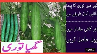 Grow sponge gourd at home  ; turai How to grow turai at home.