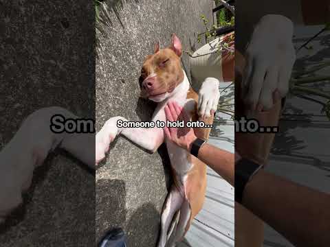 I Wasn’t Ready For Another Dog… But Now I Can’t Imagine Life Without Her 🥹