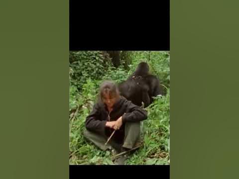 DONT WATCH DANGEROUS GORILLAS ATTACK ☠️The Most Amazing Gorilla