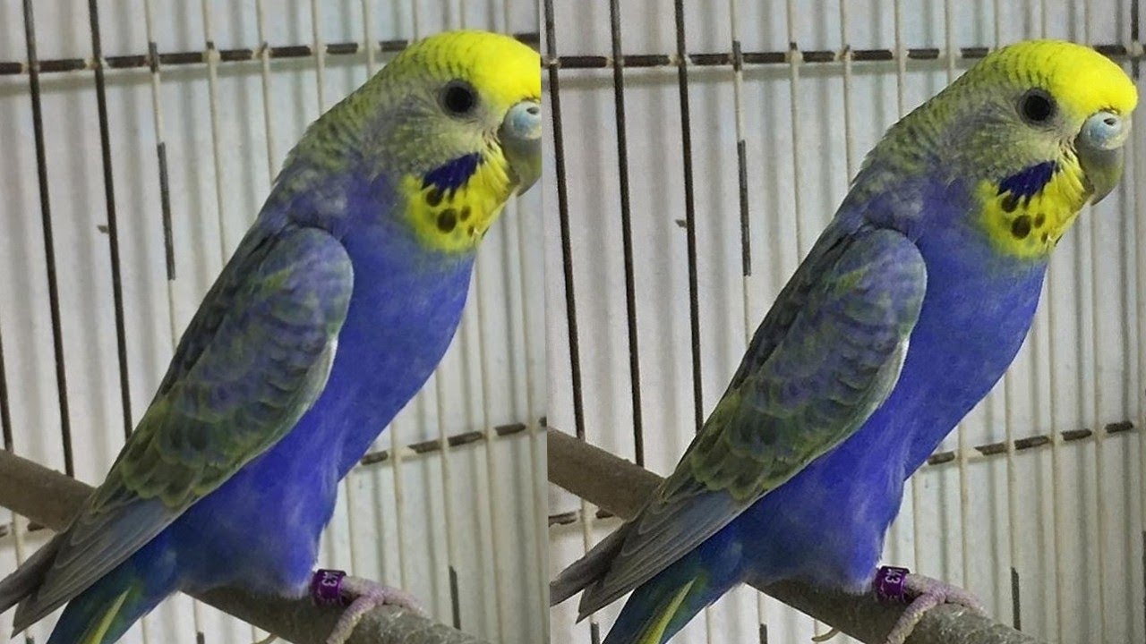 فتح عش نتايه رينبو بنفسجى