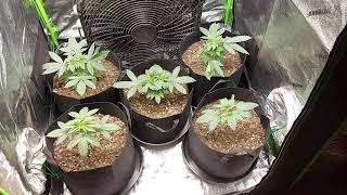 The new grow #1 episode 1