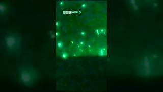 1991 Körfez Savaşı Görüntüleri