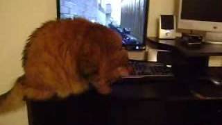 My cat playing cod4