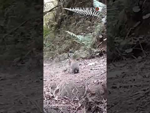 Conejo de Omiltemi reaparece en México: la especie que se creía extinta
